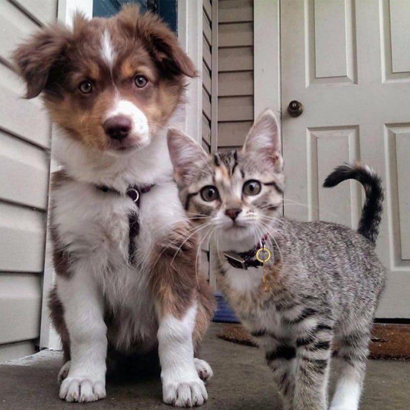 ELANE 24 Pcs Spring O Rings,Trigger Round Snap Buckle,Spring Keyring Buckle,Keychain Ring for Buckle,Bags,Purses (Silver+Gold+Grey, 1 inch) - Image 5